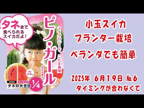 甘〜い #小玉スイカ 🍉【ピノガール】No6タイミングが合わなくて/鉢でぐるぐる作りベランダでも簡単あんどん仕立てで空中栽培 #家庭菜園　2025年6月19日
