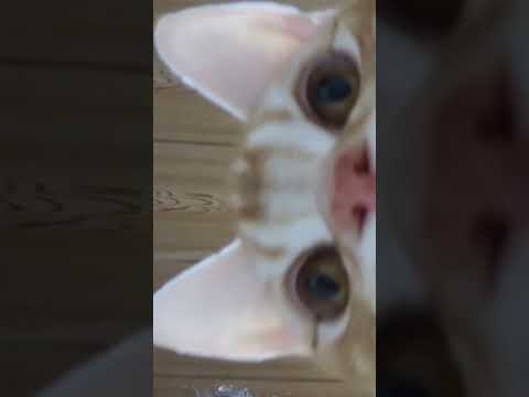 猫が勝手に撮ってた自撮り