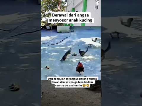 gmna ngejelasinya ini bingung🤣🤣😅#cat #kucing #funny #shorts