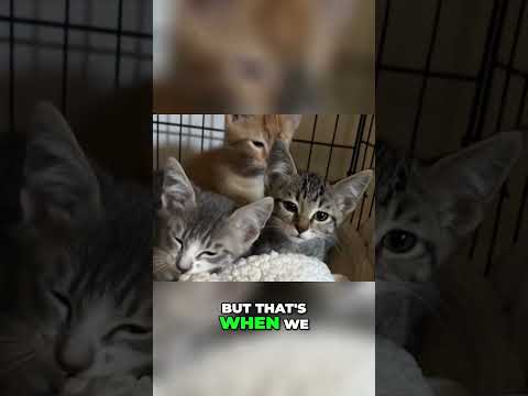 PART 3 - i tried to save all 5 kittens :/