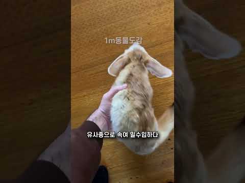 사막여우?돈있어도 못키우는 #사막여우 #shorts #페넥여우