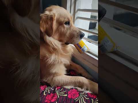 #DogLovers #CuteDog #FunnyDogs #DogViral #DogVideo #PuppyLove #PetViral #DogLife #InstaDog #DogTok