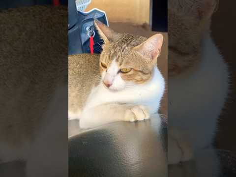 #cat #cats #cute #catvideos #catshorts #catai #ai #funny #love #pets #lovely #shorts #shortvideos