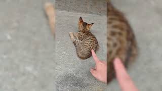"Tried to Feed a Hungry Street Cat… But It Ran Away! 🐱🍗😱