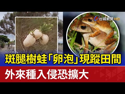 斑腿樹蛙「卵泡」現蹤田間 外來種入侵恐擴大 - YouTube(1:28)