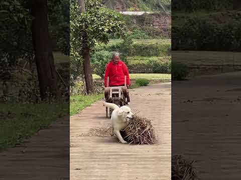 The dog who never lets grandma suffer is running over to help when she sees grandma working, she