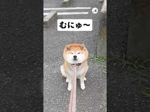 猫の動画サムネイル - 【ループ不可避】ずっと見ていたい拒否柴｜PECO