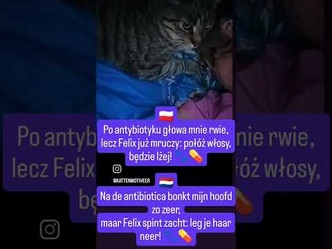 Na de antibiotica bonkt mijn hoofd zo zeer,maar Felix spint zacht: leg je haar neer! 🐾💊 #dc #felix
