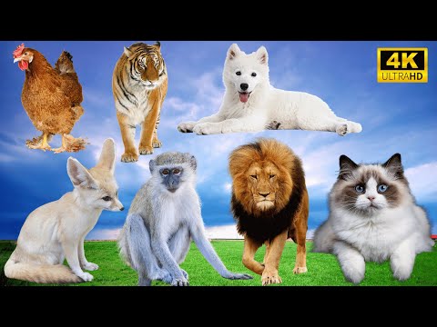 Sweet Wildlife Compilation: Chicken, Tiger, Dog, Fox, Monkey, Lion, Cat - Animal Videos