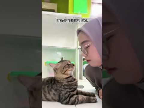 Funny cat #cats #funny