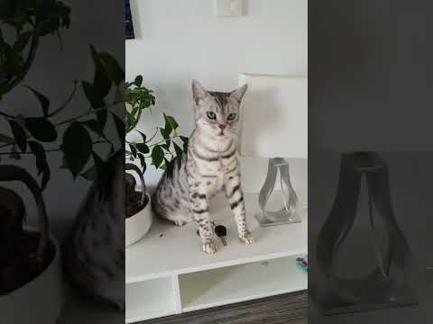 Kann ich Cosmo verstehen? #Katzen