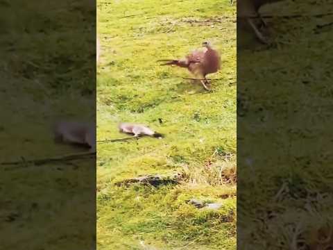 Animal vs bird #shorts #shortsfeed #viral