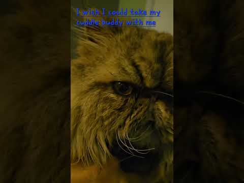 Purr!! #vacation #preparation #missing #cutecat #purr