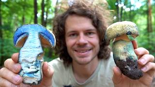 Steinpilze wie Sand am Meer - Blaue Schätze und Gold im Unterholz - August 2025