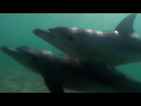 Teaching a Baby Dolphin How to Fish | Puck's Story Part 6 | Dolphins of Shark Bay | BBC Earth