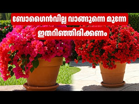 Bougainville വാങ്ങുന്നതിനു മുന്നേ ഇത് കാണുക