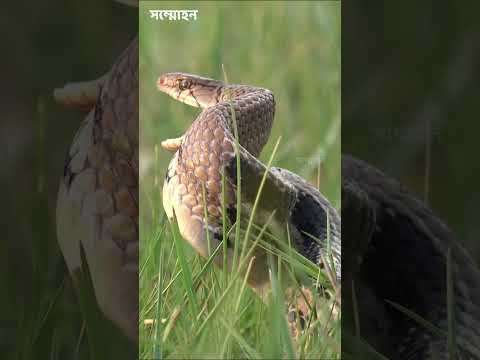 দুধরাজ সাপ । Copper Headed Trinket Snake । Coeloganathus Boie ।বাংলাদেশের সাপ | sommohon | সম্মোহন