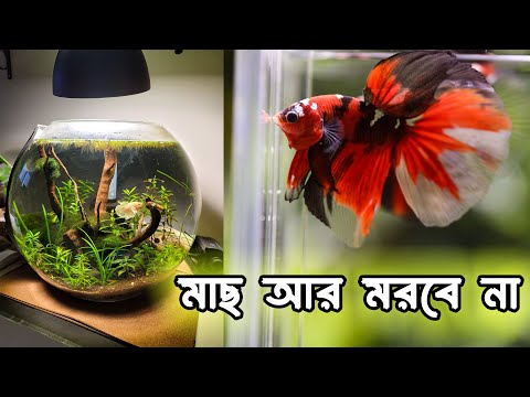 এই মাছগুলো একুরিয়ামে রাখলে মাছ মারা যাবে না । Some hardy fish for beginners