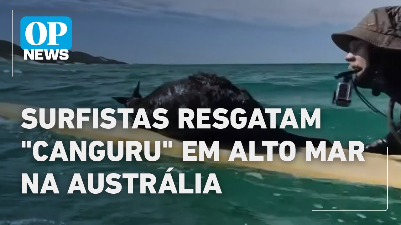 Surfistas resgatam “canguru” em alto mar na costa da Austrália | O POVO NEWS