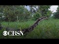The Effects of Climate Change on Invasive Species and Ecosystems