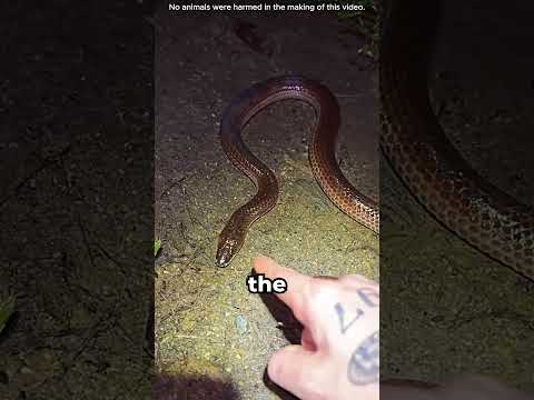 Australia’s SCARIEST Creatures 🐍 (@insecthaus_adi)