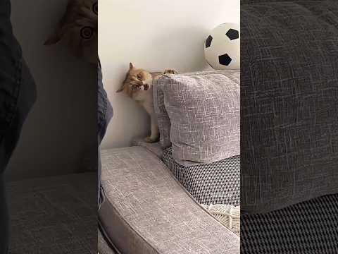 Tingkah kucing Lucu - funny cats