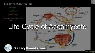 Life Cycle of Ascomycete