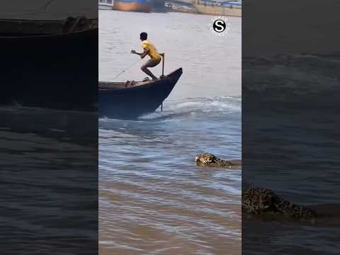 orang vrindavan naik perahu dikejar macan tutul #shorts