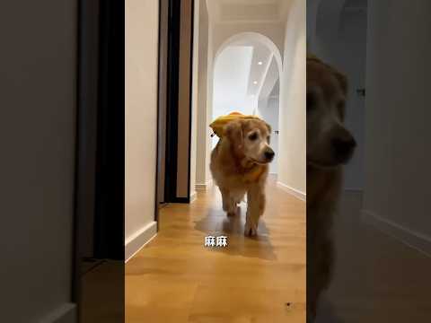 Tobo fail ho gya #goldenretriever #pets #cutedog #funny #comedy #facts #music #automobile #birds