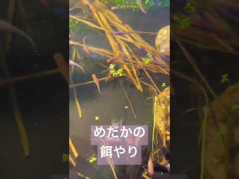 めだか餌やり #アクアリウム #和香特選めだか餌 #金魚 #金魚飼育 #めだか #メダカ #水槽 #和香 #ミジンコ #かわいい #ペット #癒し #熱帯魚 #観賞魚 #shorts