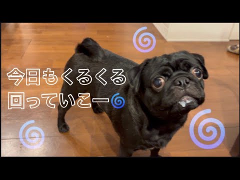 くるくる回るパグの癒し動画でほっと一息 サムネイル