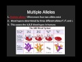 Exploring Incomplete Dominance and Blood Types