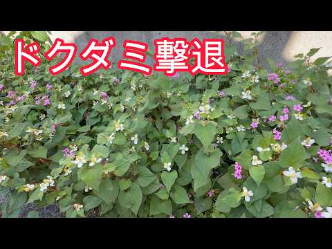 【プロが教える】ドクダミ草の撃退方法