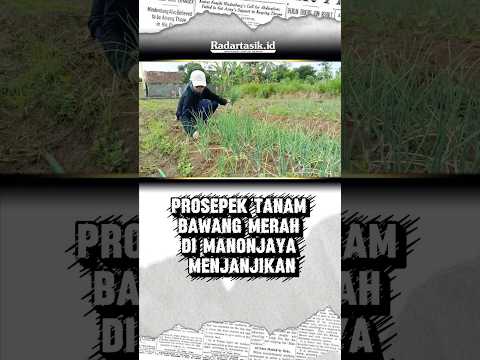 Prosepek Tanam Bawang Merah di Manonjaya Menjanjikan #radartasikid