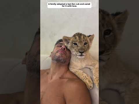The lost lion cub grew up in the love of humans.#lioncub #animals #shorts