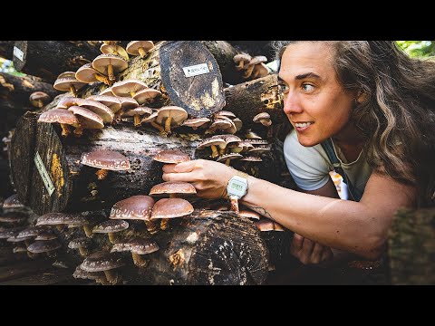 Growing Shiitake Mushrooms From Start to Finish - 557 Days!