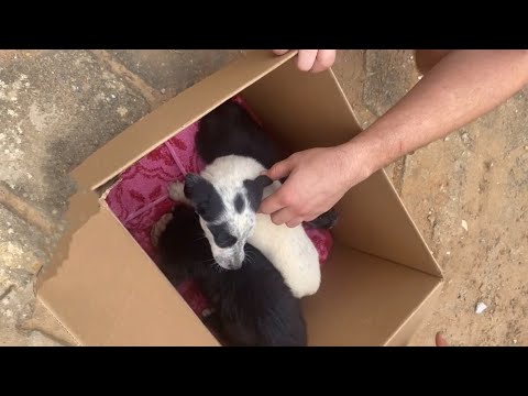 At deserted cemetery, 3 abandoned puppies cry out in pain looking for mom