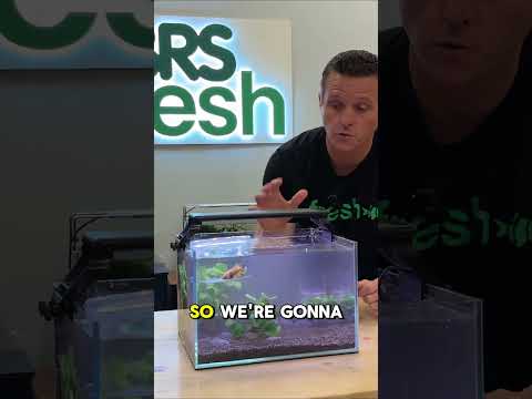 Floating A Betta Have you ever used this trick to help your Betta son?


IN VIDEO_
➡ AquaZen 4-gallon aquarium kit_