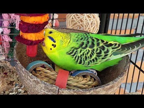 relaxing budgie sounds