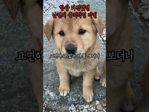 [1분괴담] 집에 설치한 펫 캠에 잡힌 남편의 충격적인 정체 [무서운이야기] [괴담] [공포라디오]