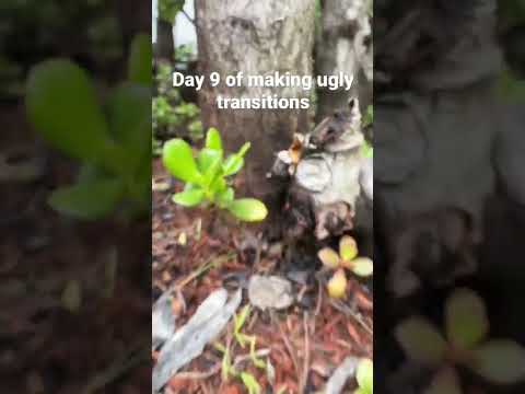 Day 9 of making ugly transitions#shorts