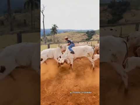 O boi estranha o outro boi