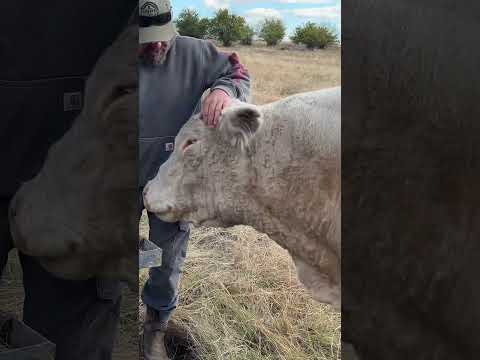 Hank the Treat Bully: Denied 🐂🍎😂 #HankTheBull #ToddLife