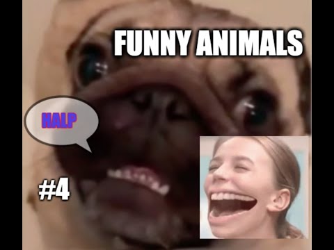 Funny animals | Compilation #4