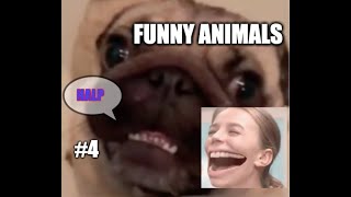 Funny animals | Compilation #4