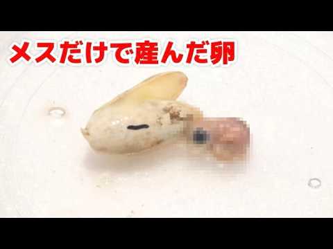 【単為生殖】メス１匹だけで産んだ卵を2か月放置した結果こうなりました