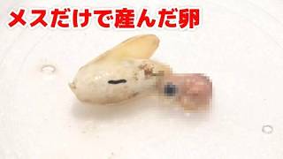 【単為生殖】メス１匹だけで産んだ卵を2か月放置した結果こうなりました