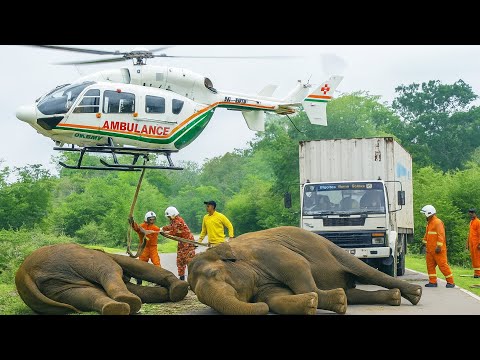 God bless those who walk the path! Be careful because there are elephants#elephantattack