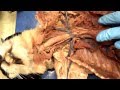 Feline Anatomy and Circulatory System