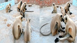 😱 इतने सारे लंगूर एक साथ! | Langur Eating Chana on Terrace (Heartwarming) ❤️